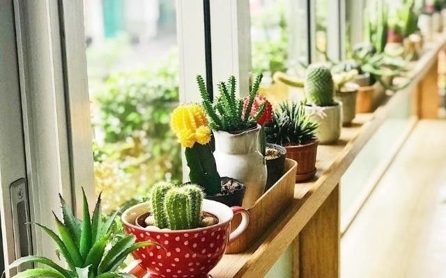 Artificial Plants Market