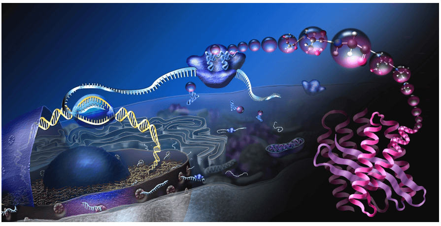 Protein Expression Market