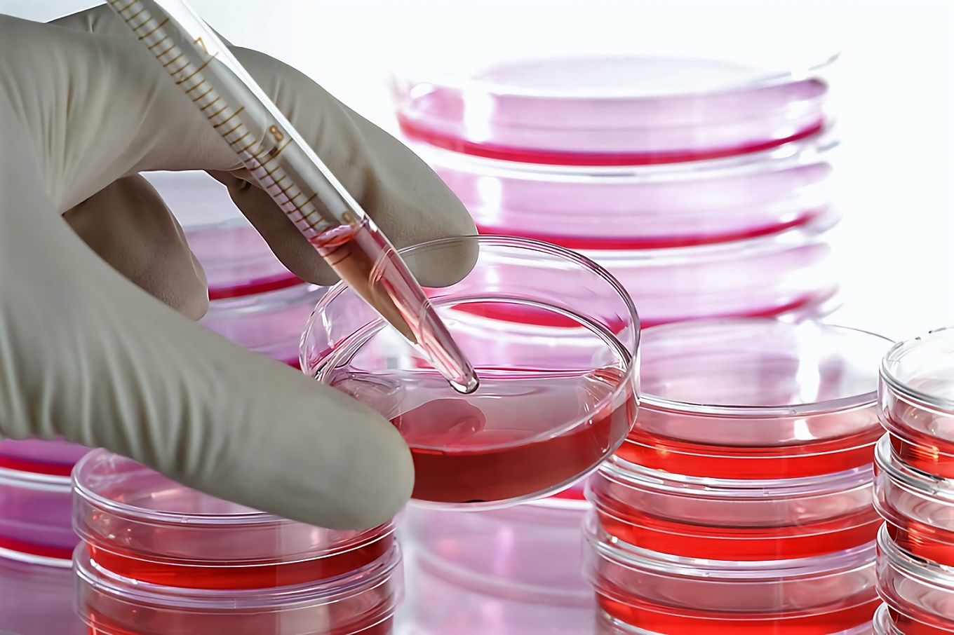 Cell Culture Media Market