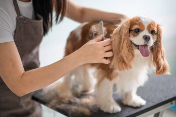 Pet Grooming Market