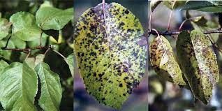 Fungicides Market